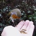 Feeding Mr Robin.