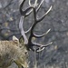 Stag Rack.