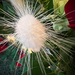 A grass from the table decoration by shutterbug49