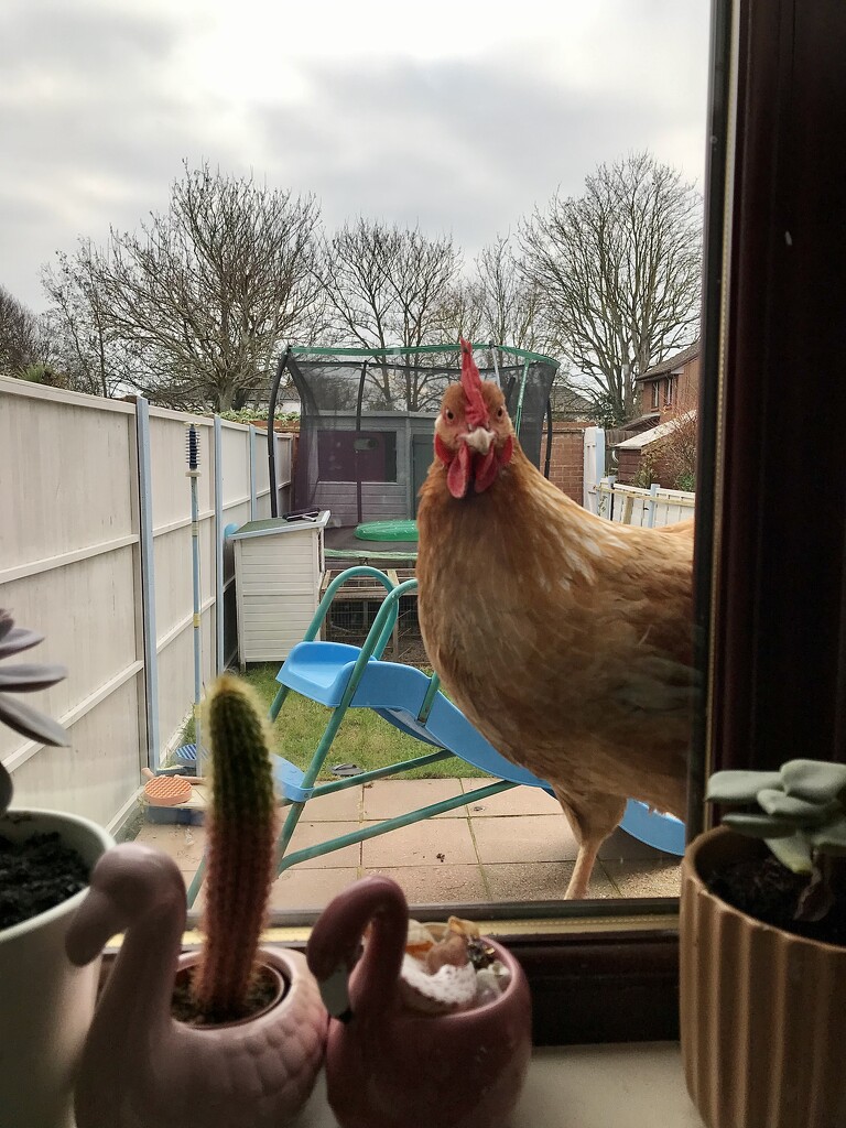 Playing chicken on the windowsill! by wakelys