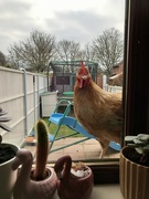 21st Dec 2021 - Playing chicken on the windowsill!
