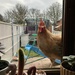 Playing chicken on the windowsill! by wakelys