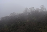 21st Dec 2021 - mist