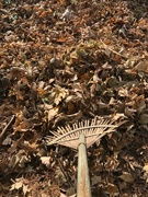 5th Dec 2021 - A Date With A Rake