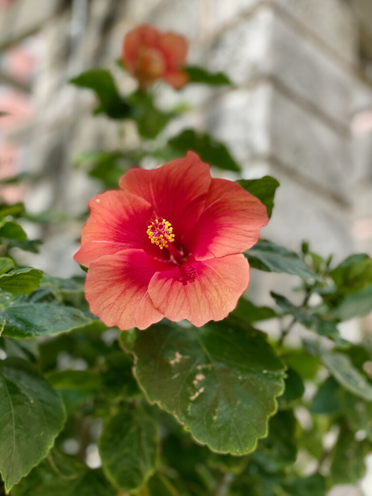 Pretty Hibiscus by lisasavill