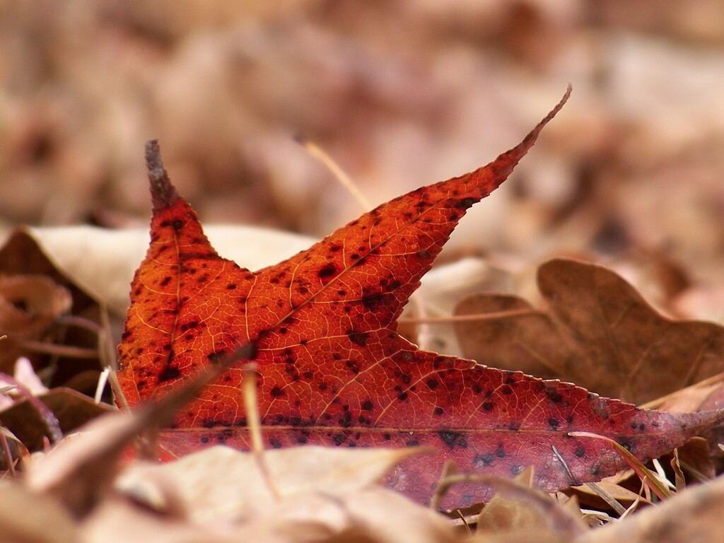 A lone red leaf... by marlboromaam