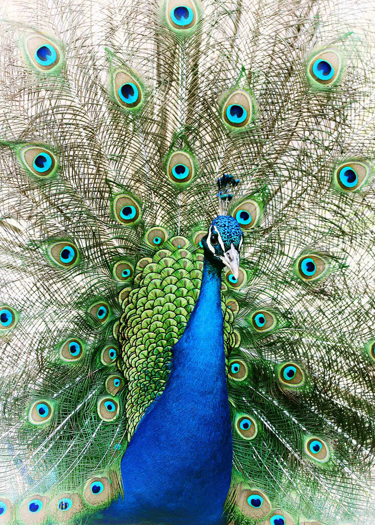 Peacock by shepherdmanswife