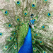 Peacock by shepherdmanswife