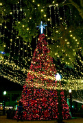 21st Dec 2021 - Oh Christmas Tree