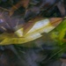 leaf burst (deepwood) by granagringa