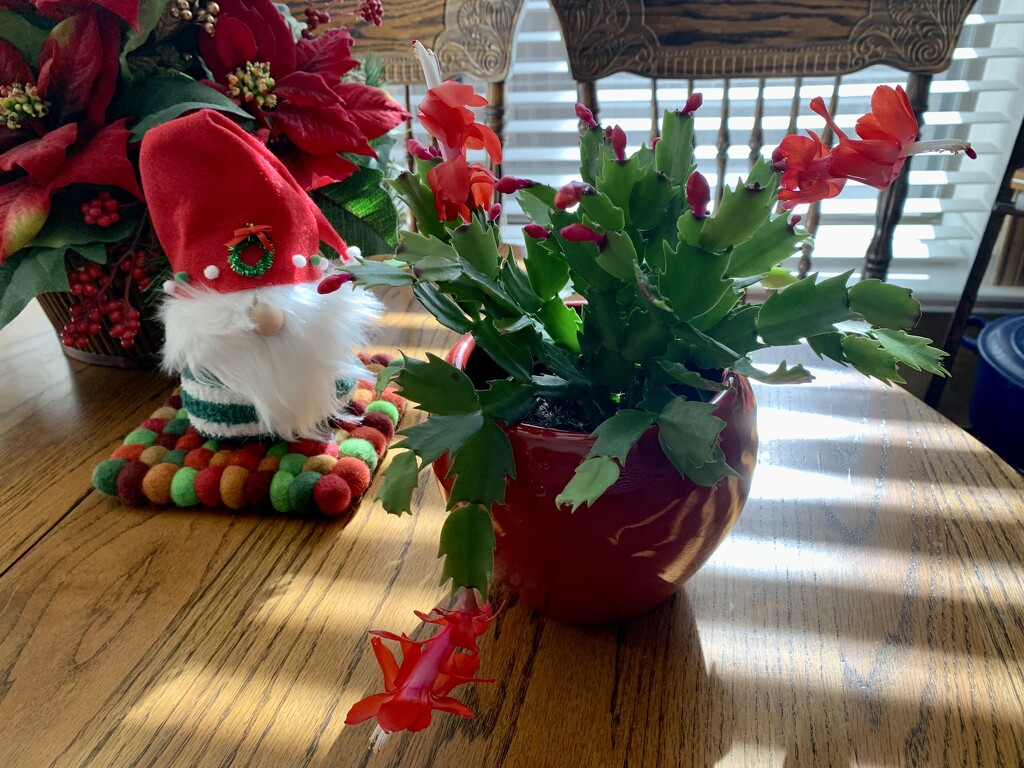My Thanksgiving Cactus is blooming for Christmas  by louannwarren