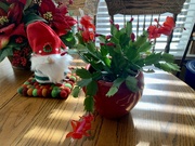19th Dec 2021 - My Thanksgiving Cactus is blooming for Christmas 