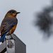 Bluebird! by rickster549
