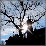 26th Jan 2011 - Silhouettes in the Sun