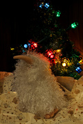 22nd Dec 2011 - A White Kiwi Christmas