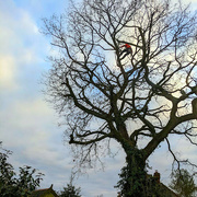 21st Dec 2021 - A man in a tree
