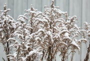 22nd Dec 2021 - Fresh snow on dead plants