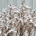 Fresh snow on dead plants by okvalle
