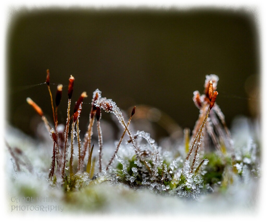 Frosted Moss by carolmw