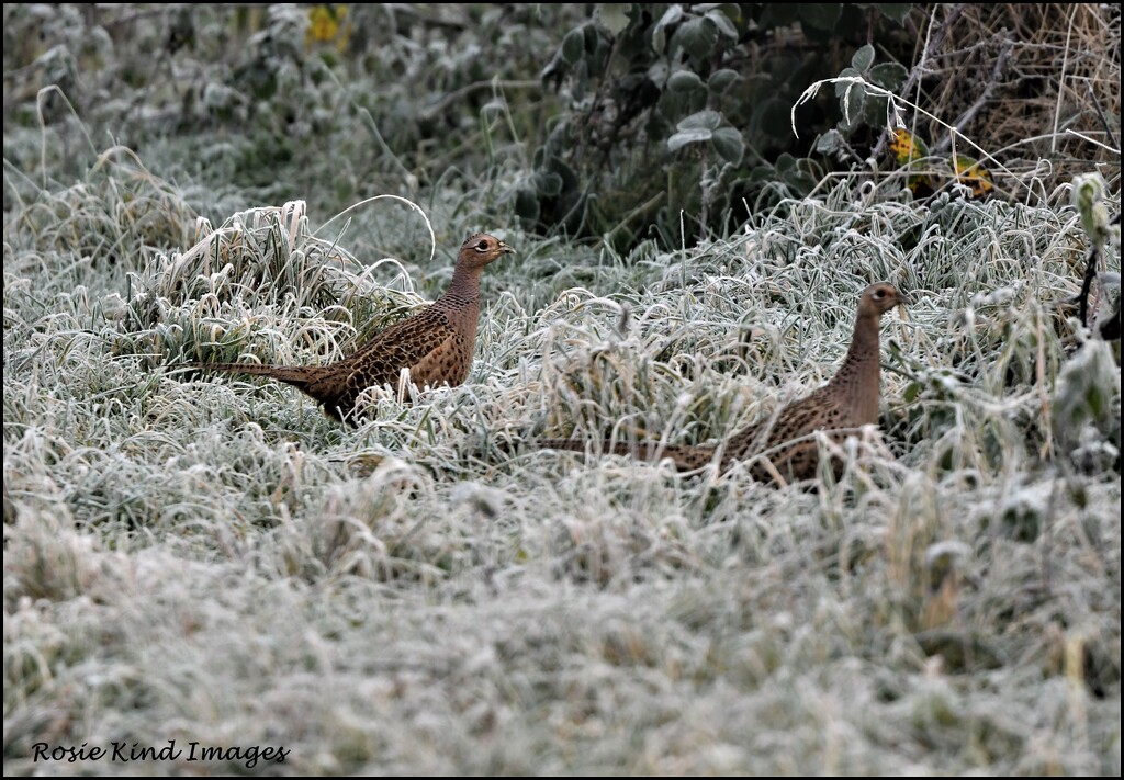 Two hen pheasants by rosiekind
