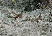 22nd Dec 2021 - Two hen pheasants
