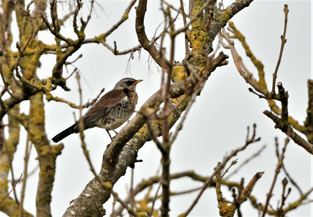 I counted 22 fieldfares by rosiekind
