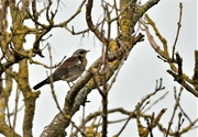 22nd Dec 2021 - I counted 22 fieldfares