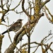 I counted 22 fieldfares by rosiekind