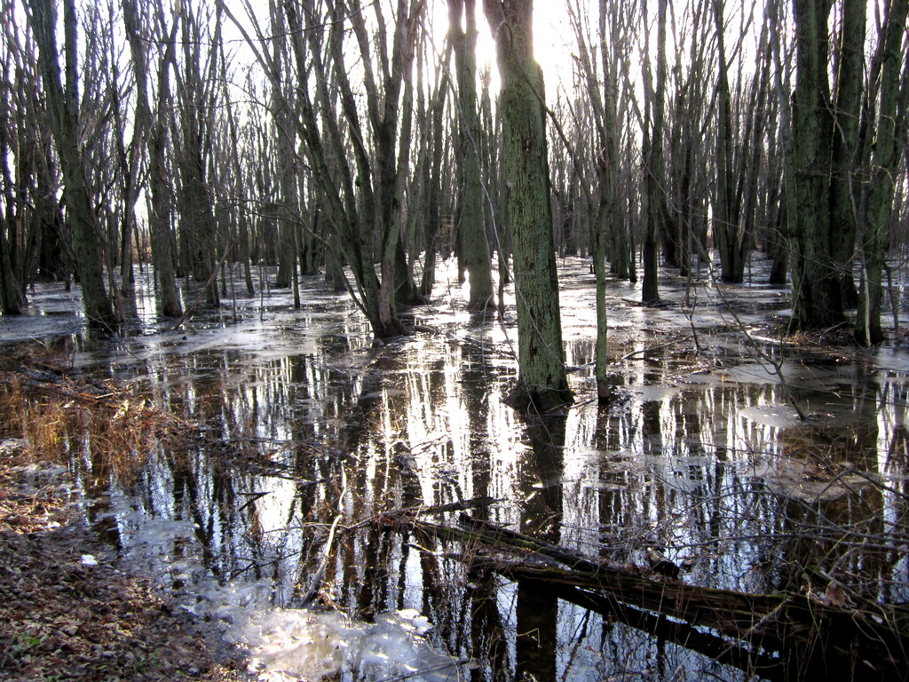 Even a swamp can look beautiful by bruni