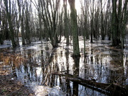 22nd Dec 2021 - Even a swamp can look beautiful