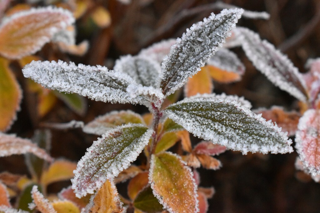 Morning frost in the garden by anitaw