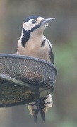 22nd Dec 2021 - Great Spotted Woodpecker