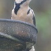 Great Spotted Woodpecker by arkensiel