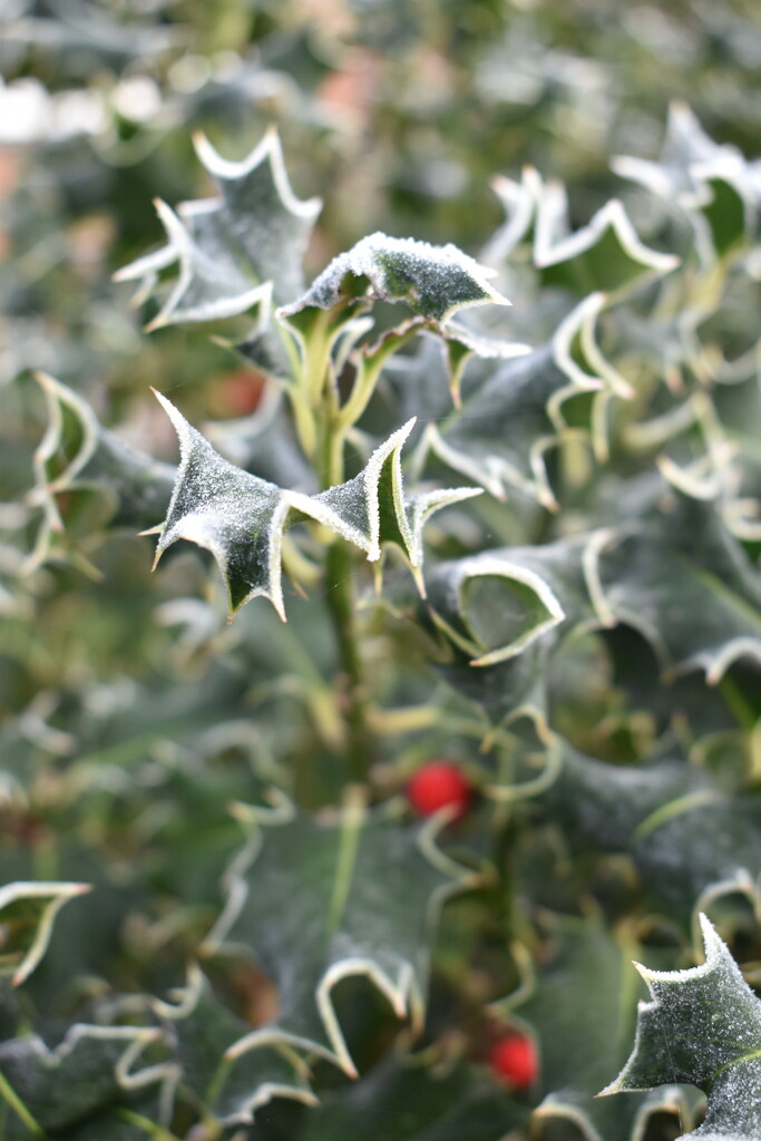 Frosty holly this morning by 365anne