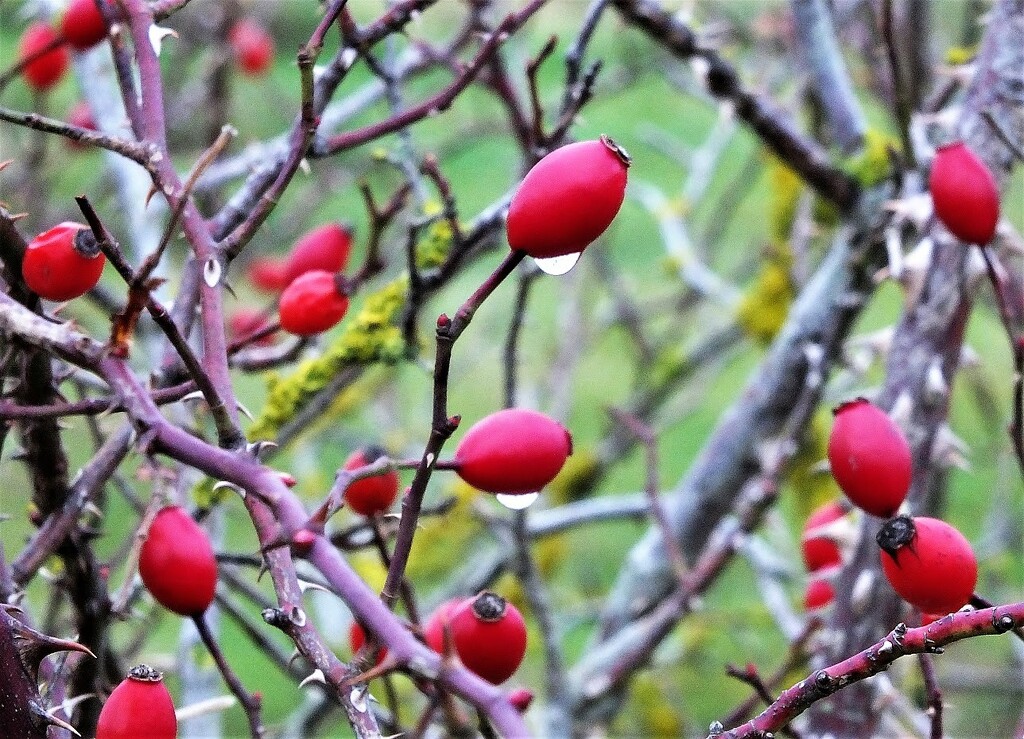 Rose Hips and dewdrops! by bigmxx