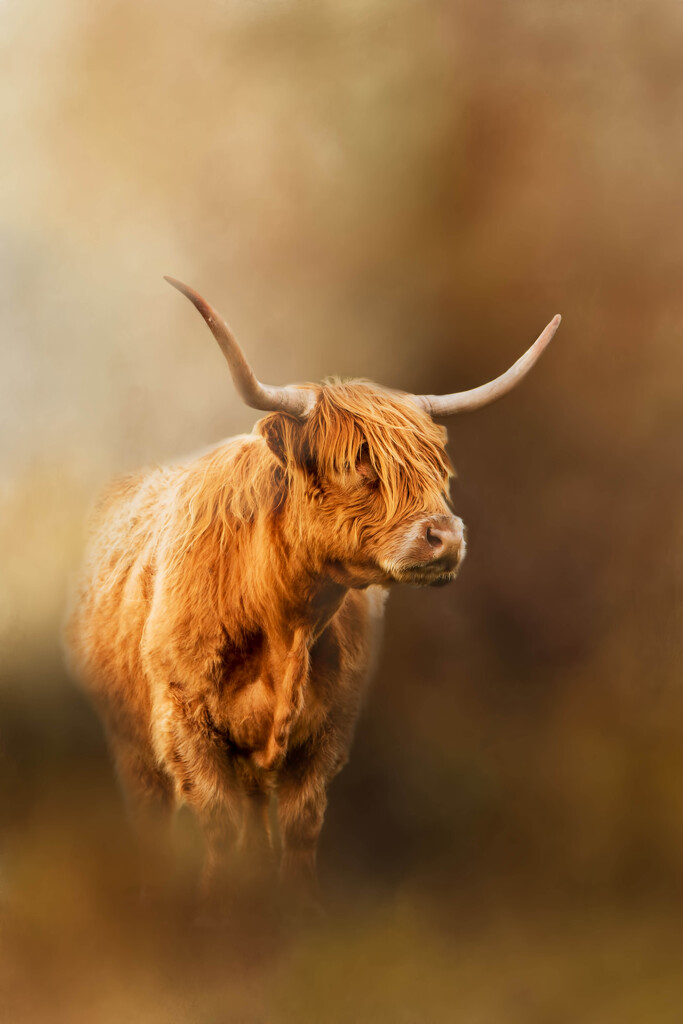 Just love a Highland Coo by shepherdmanswife