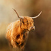 Just love a Highland Coo by shepherdmanswife