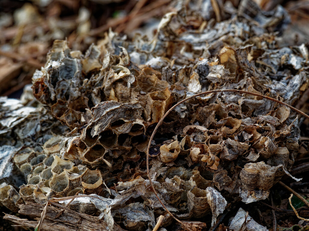 wasp nest by rminer