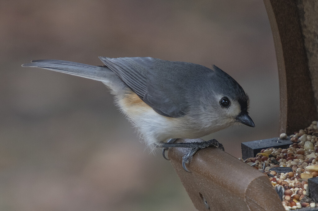Titmouse by timerskine