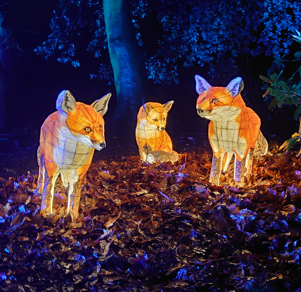 Christmas at Wollaton : The Foxes by phil_howcroft