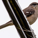 Mockingbird on the HIgh Wires! by rickster549