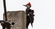 22nd Dec 2021 - A Windy Day for Ms Pileated!