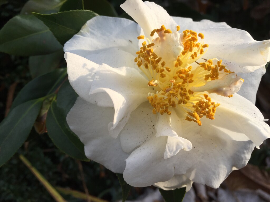 Camellia in the morning light by margonaut