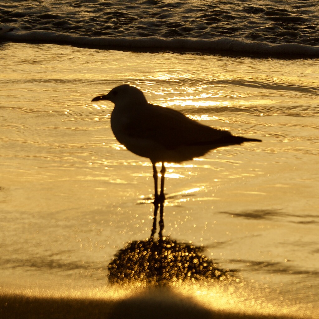 Seagull Silhouettes And Bokeh DSC_9891 by merrelyn