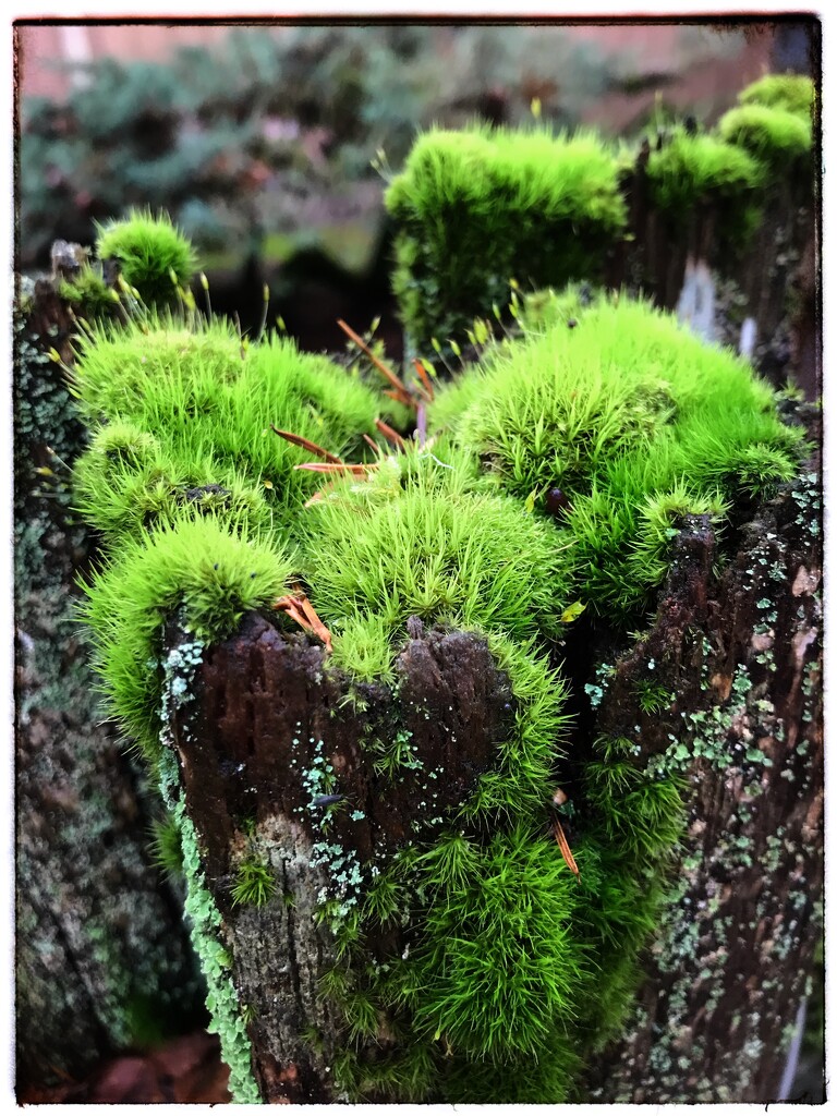 Moss fence post by joysabin