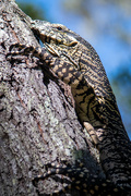 23rd Dec 2021 - Lace monitor