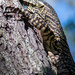 Lace monitor by spanner