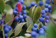 21st Dec 2021 - Wild blueberries