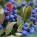 Wild blueberries by acolyte