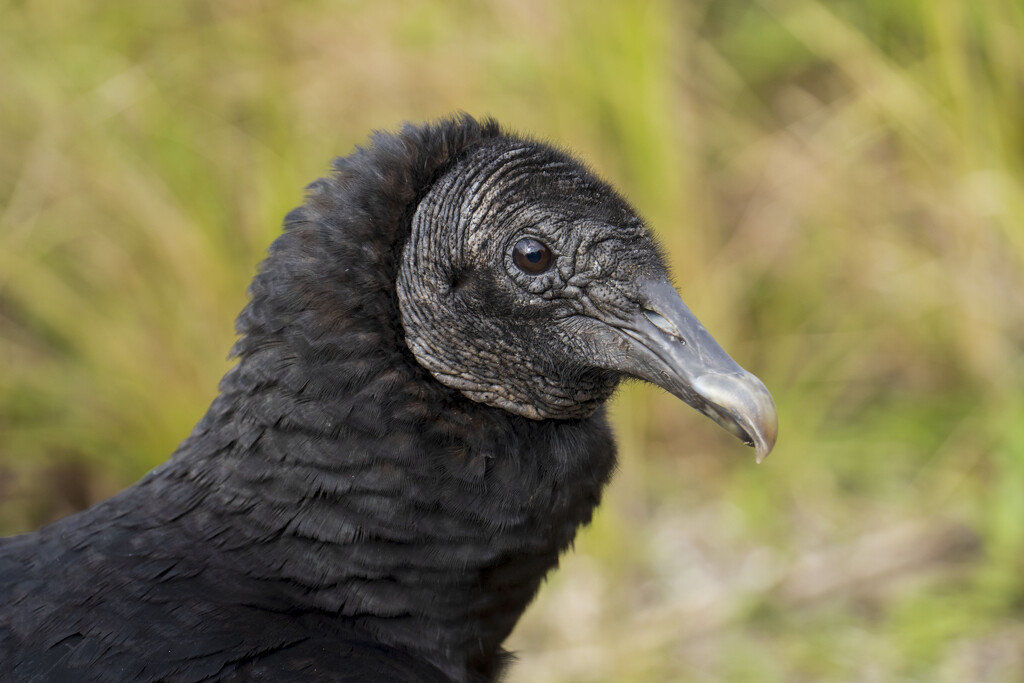 In the Eye of a Black Vulture by kvphoto